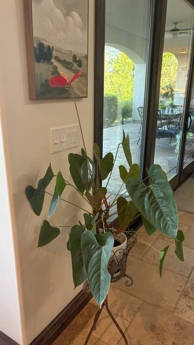 Anthurium with a single red bloom on a metal plant stand by sliding patio doors.